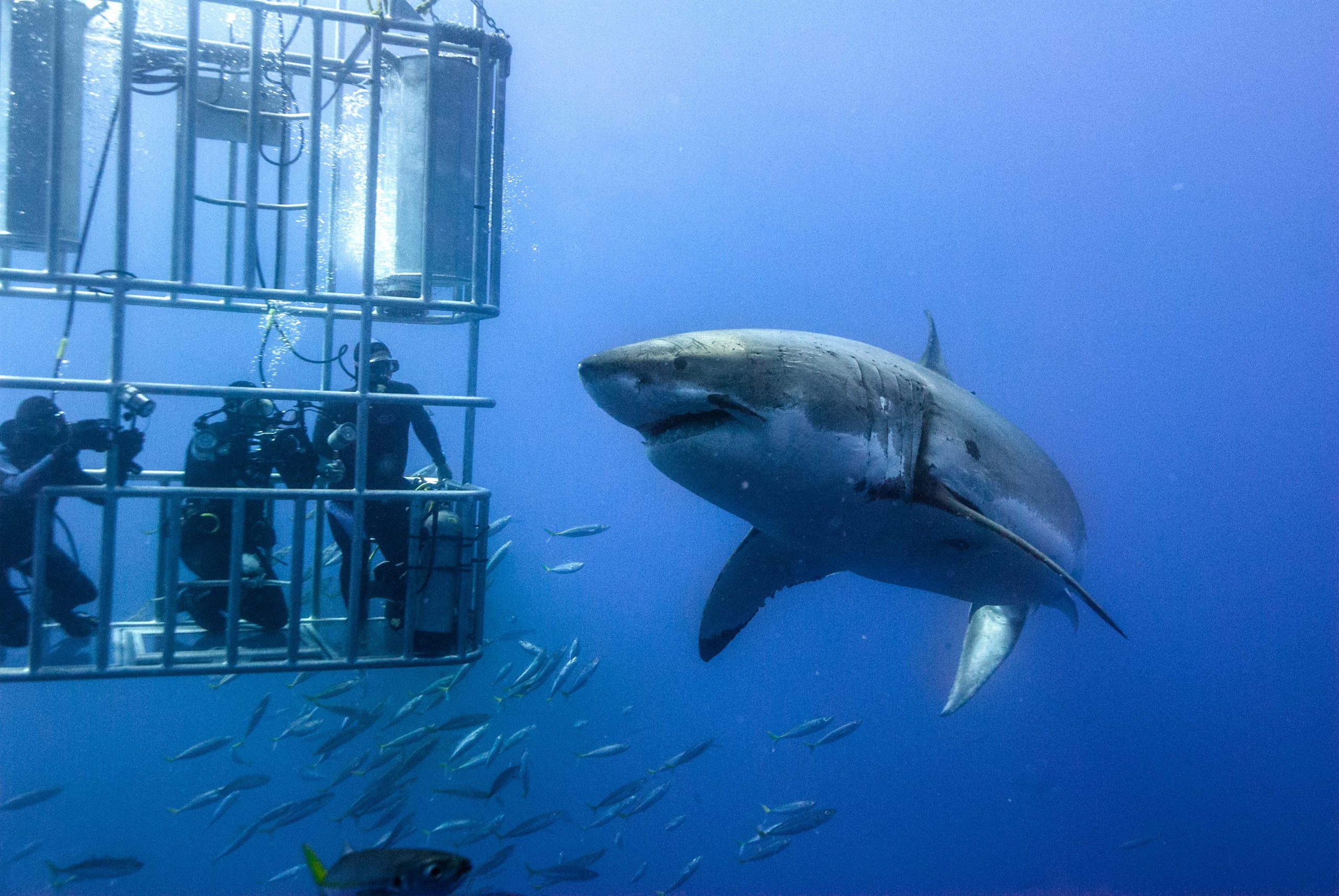 Great-White-cage-Gansbaai-Cape-Town