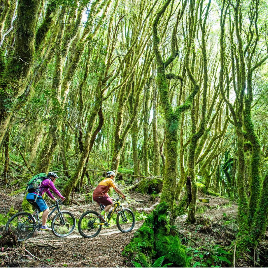 Hiking-and-Biking-in-Waikato