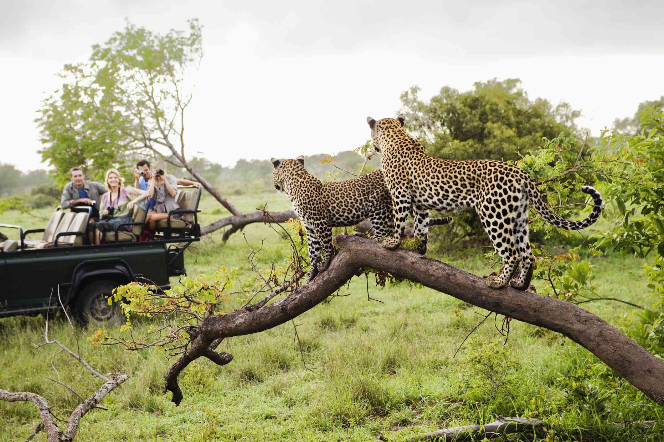 Kruger-National-Park-South-Africa