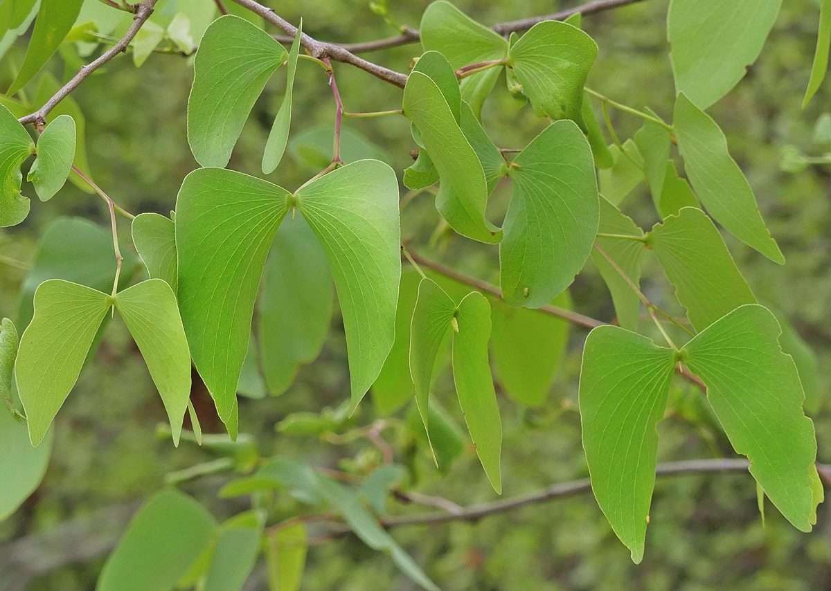 The-Mopane-Woodland-Ecosystem