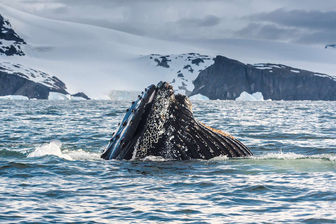 Whales-in-Antarctica