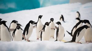 adelie-penguin-colony