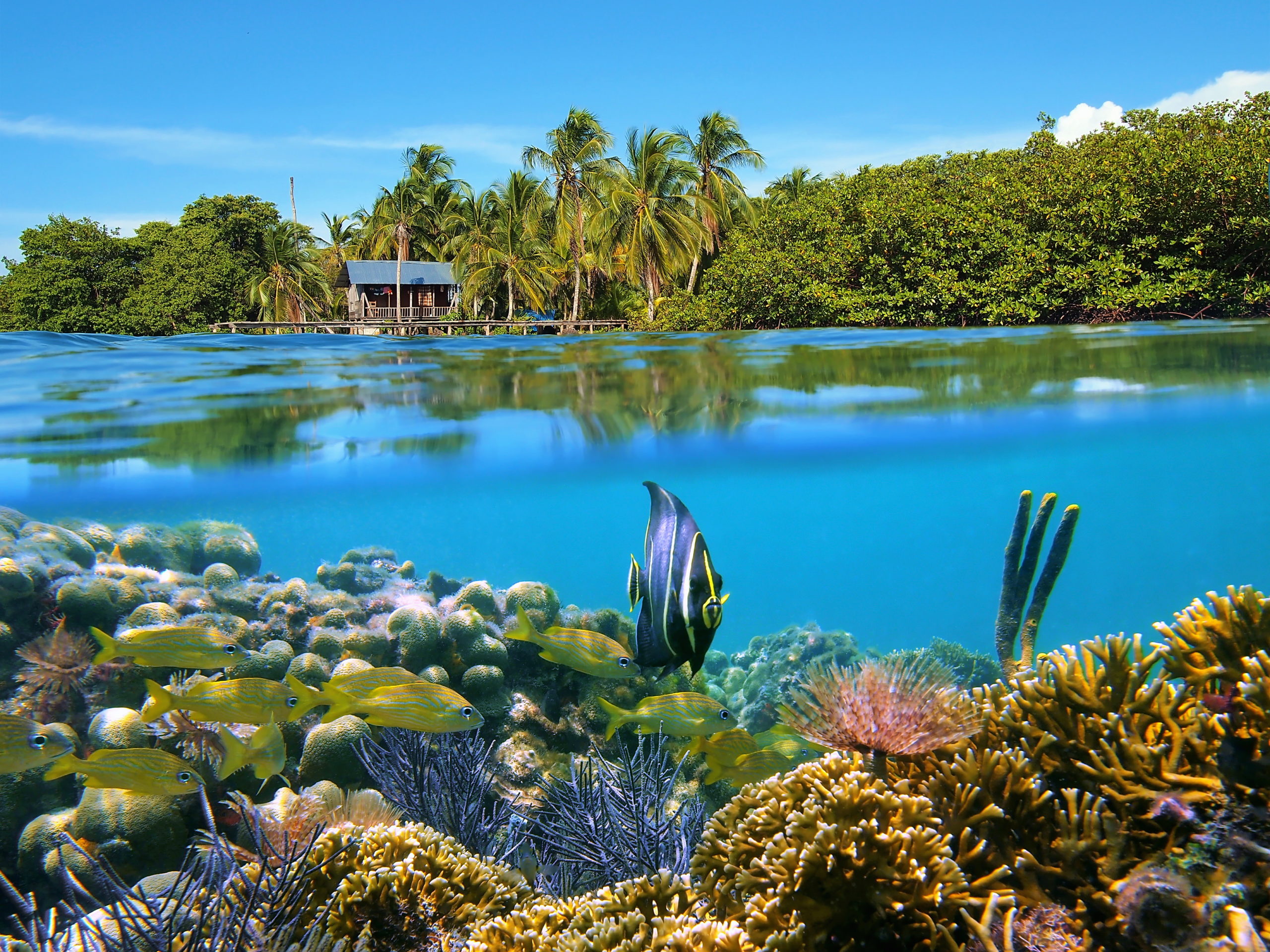 Best Places to Visit in Panama  Bocas-del-Toro