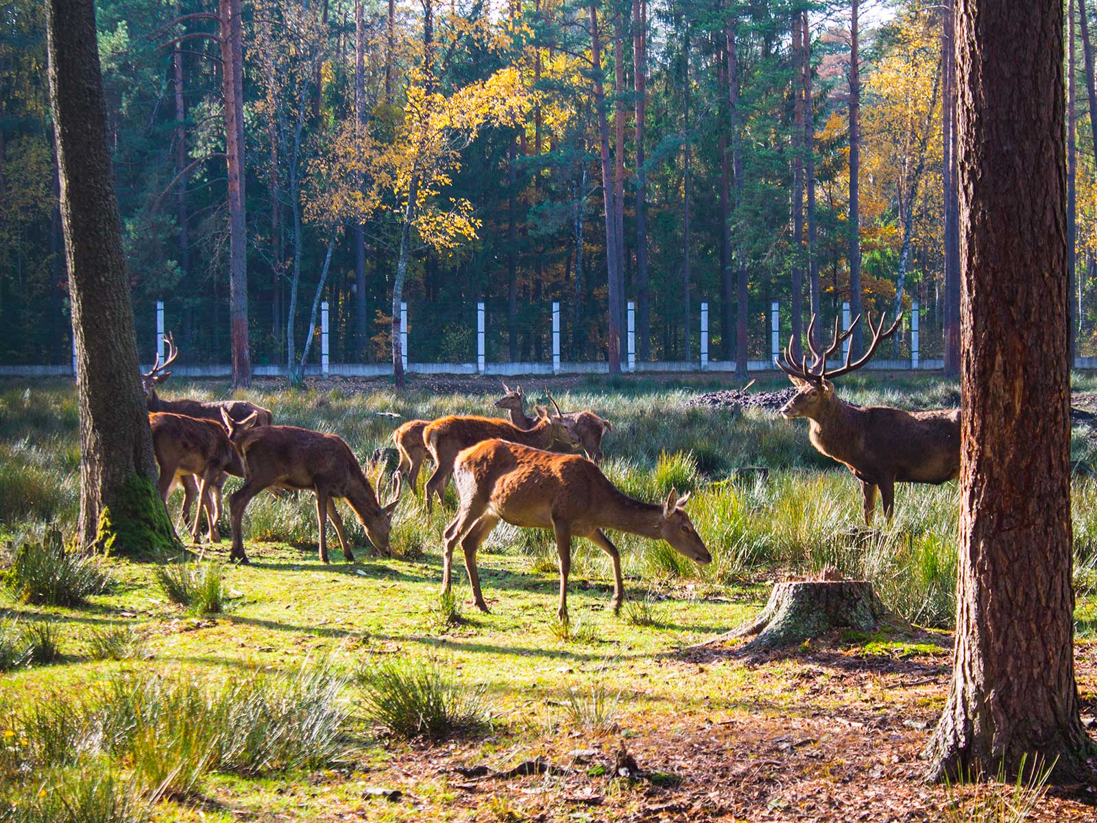 Best Tourist Attractions in Belarus  Belovezhskaya-Pushcha-National-Park1