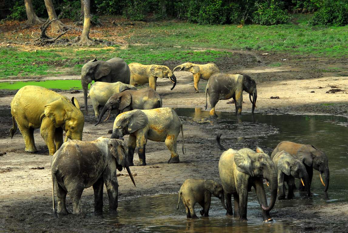 Dzanga-Sangha-National-Park