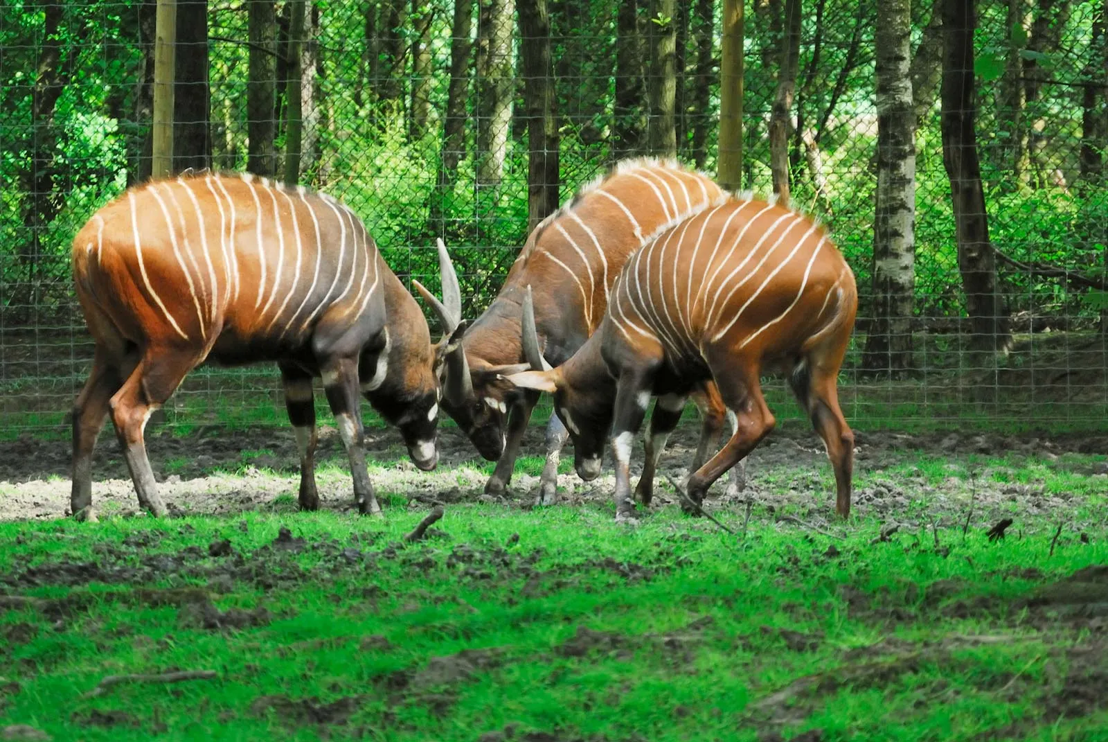 Manovo-Gounda-St-Floris-National-Park