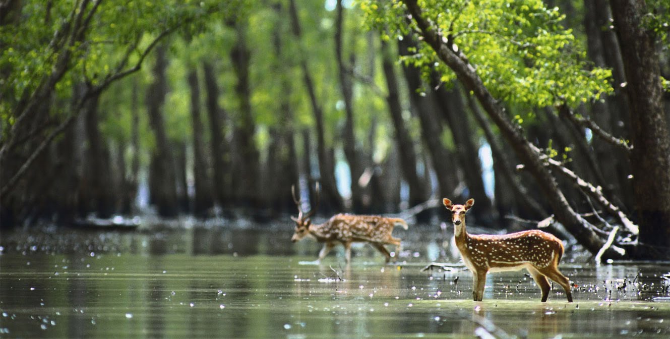 Best Tourist Attractions in Bangladesh Sundarbans-Mangrove-Forest