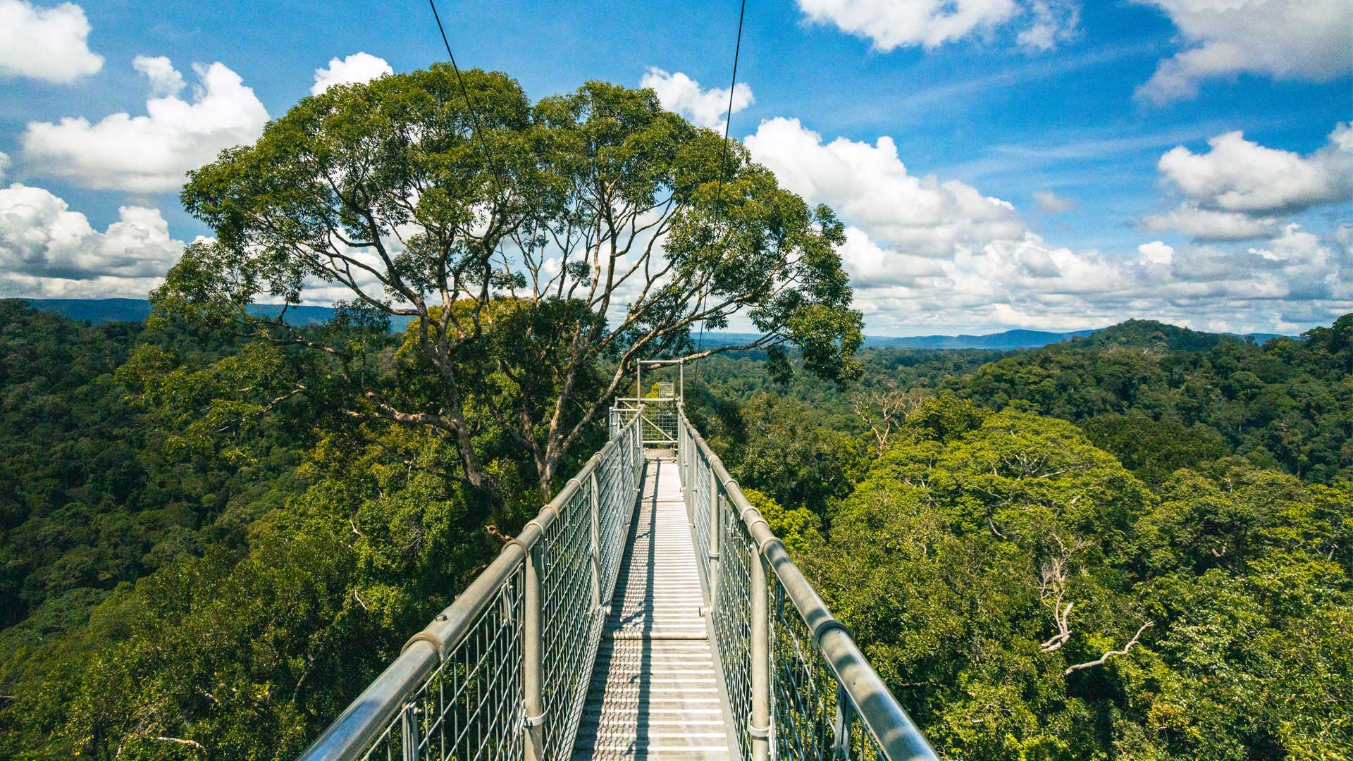 Ulu-Temburong-National-Park