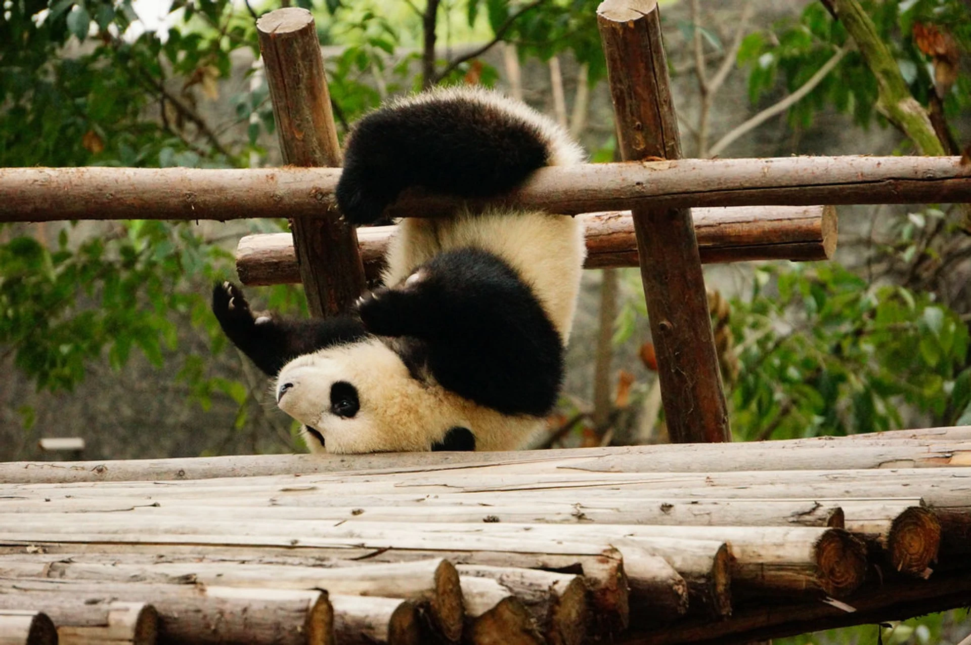 china-giant-pandas1