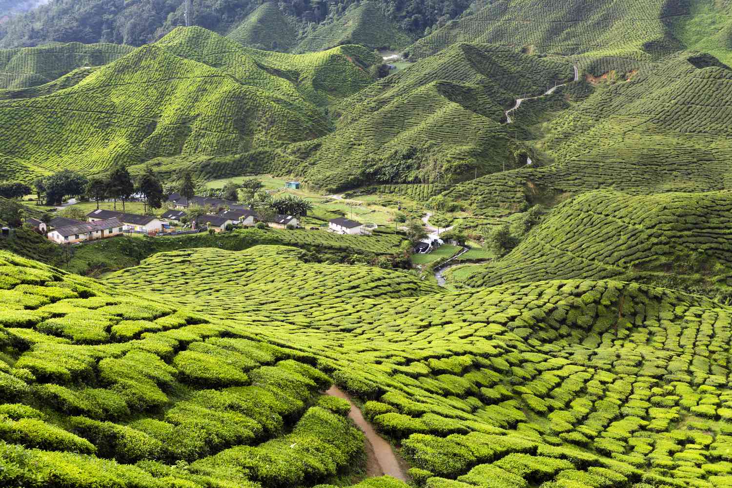 Best Tourist Attractions in Malaysia 2024 Cameron-Highlands