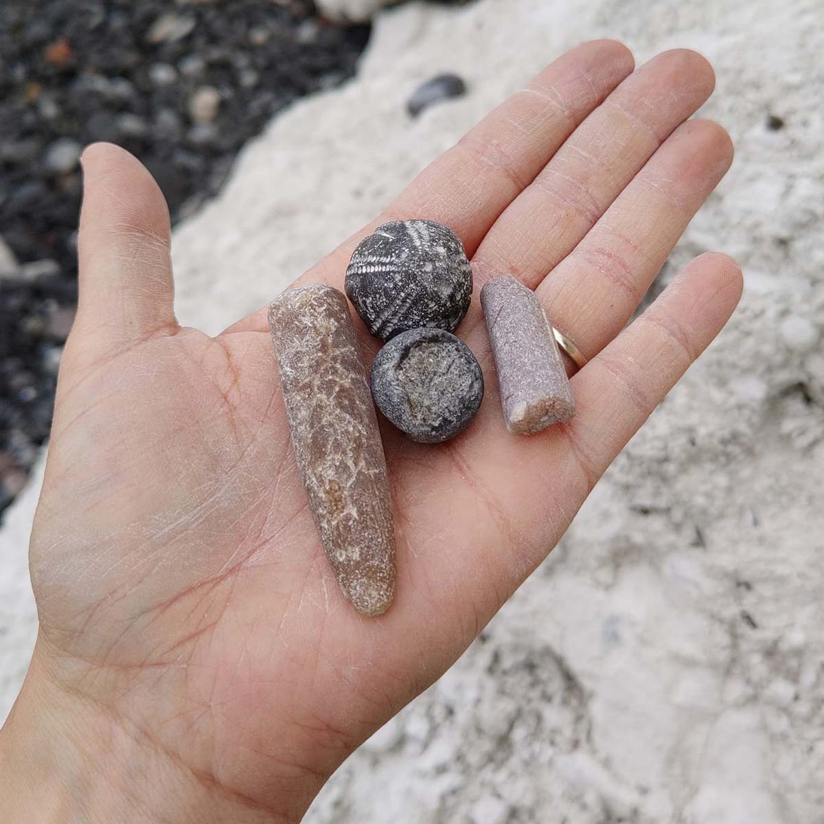 Fossil-Hunting-Best-Tourist-Attractions-in-Denmark