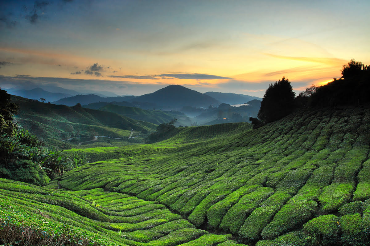 Best Tourist Attractions in Malaysia 2024 Surrounded-by-Tea-Plantations